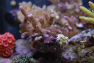 Digitata