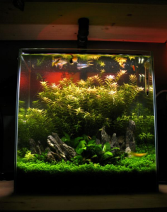 PLanted 122