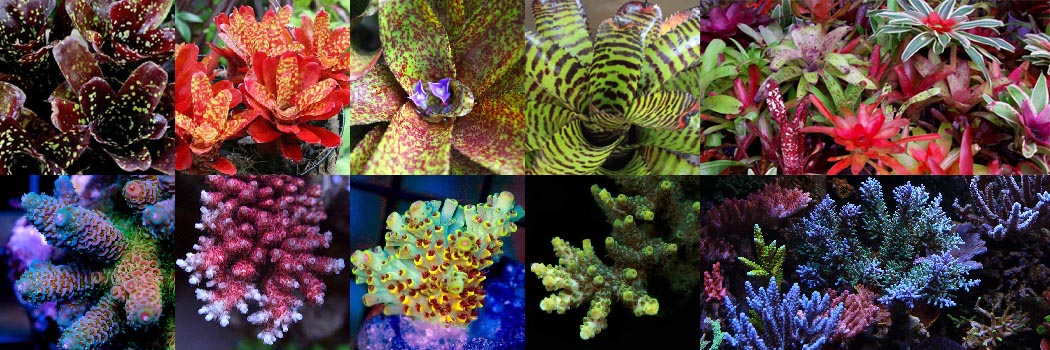 CoralPlantCollectibility